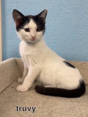 Truvy, Adoptable, Kitten Female Domestic Short Hair.