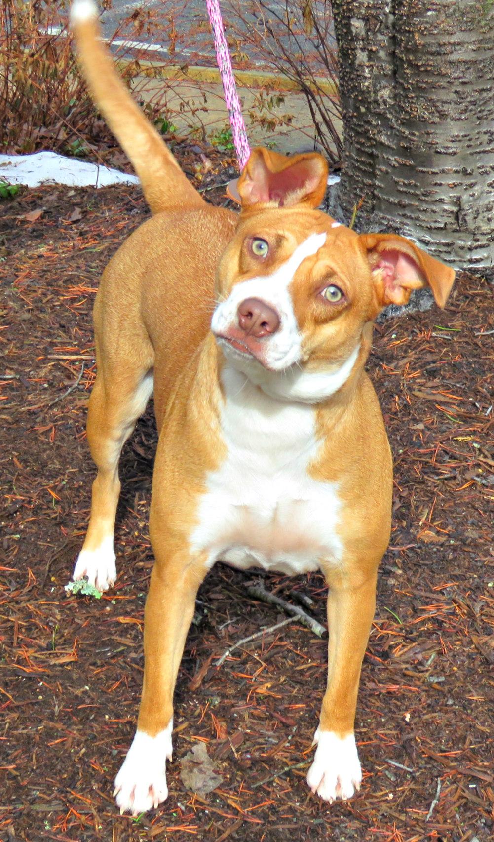 Enlarge Waco, a ADOPTABLE mixed breed in Lexington, VA image 2/3