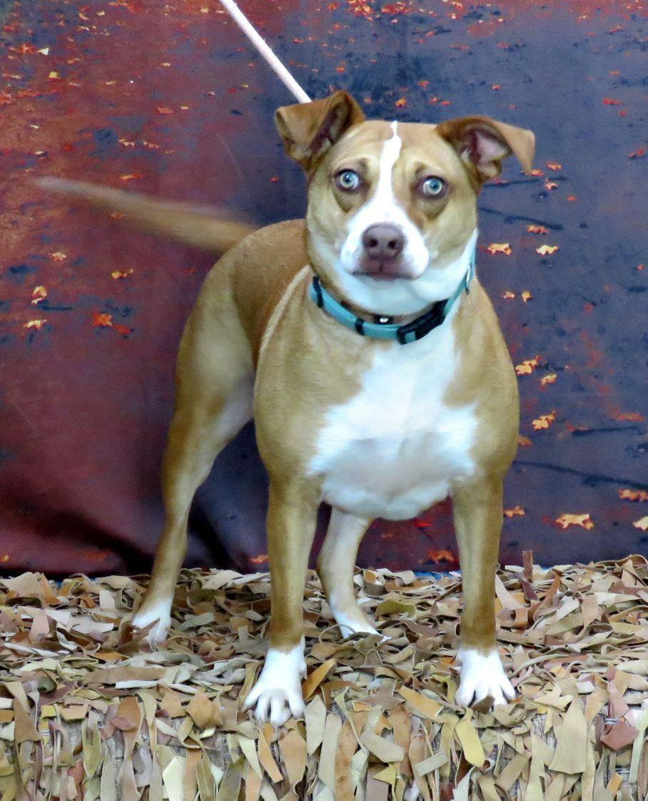 Waco, adoptable, Adult Female Terrier & Beagle.