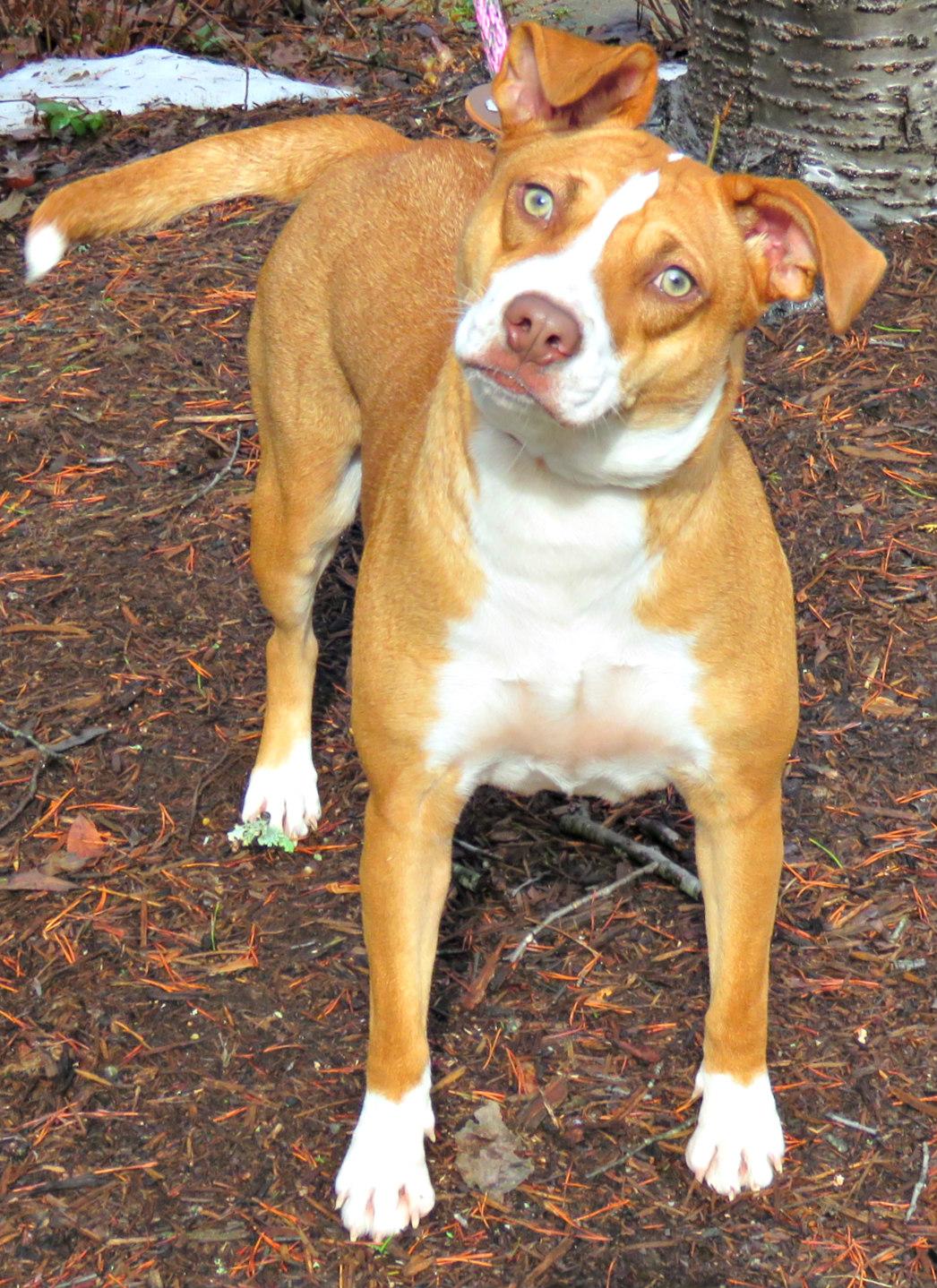 Waco, ADOPTABLE, Adult Female Terrier & Beagle.
