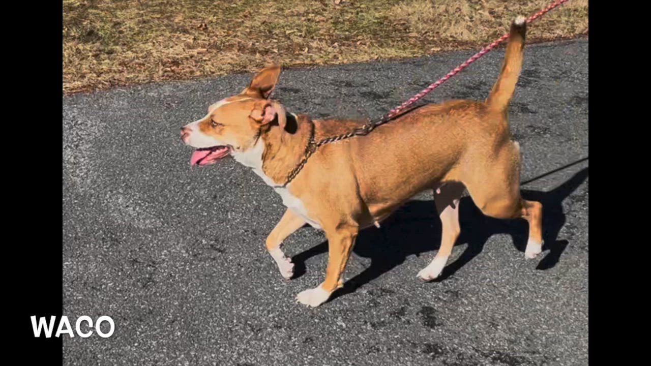Enlarge Waco, a ADOPTABLE mixed breed in Lexington, VA video 3/3