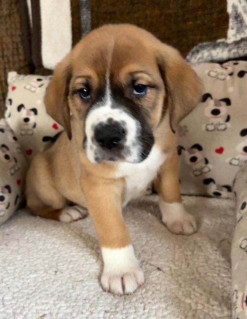 Enlarge Fleetwood, a Adoptable mixed breed in Hillside, IL image 2/3