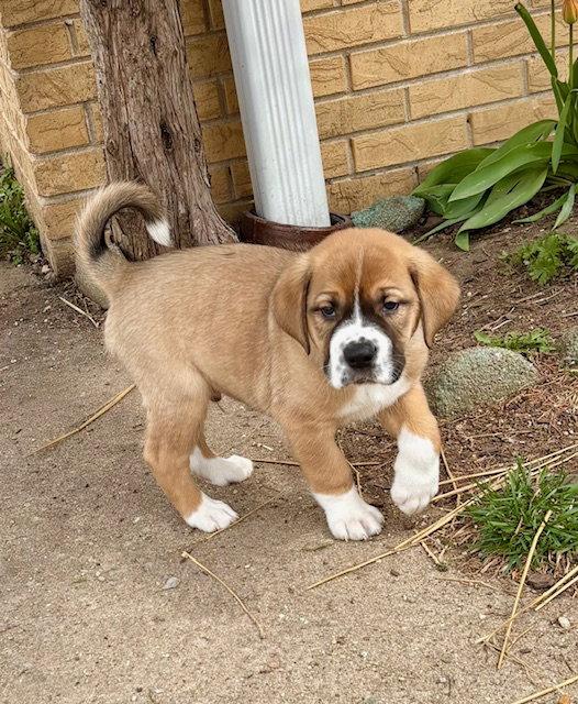 Enlarge Fleetwood, a Adoptable mixed breed in Hillside, IL image 3/3
