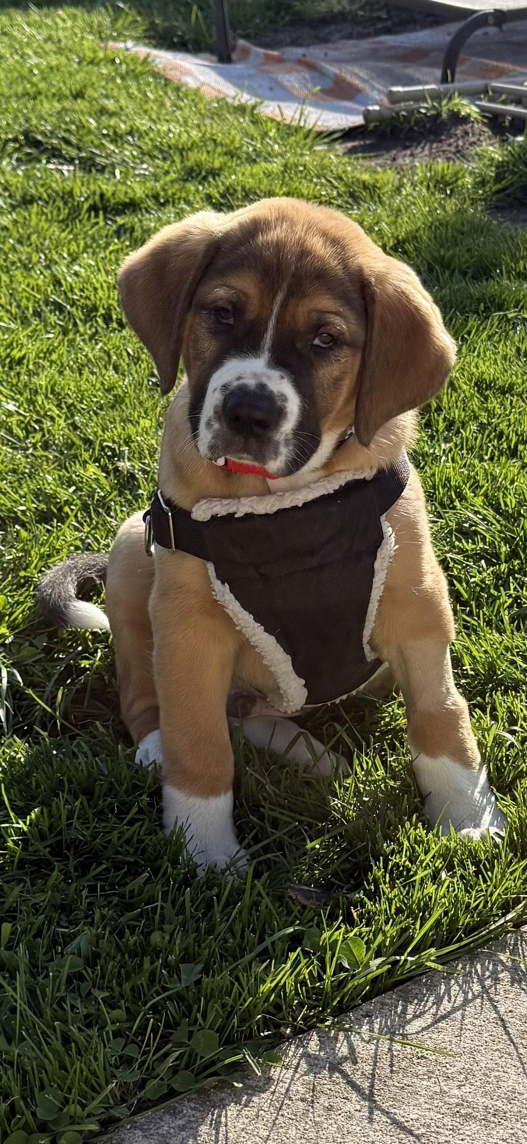 Fleetwood, Adoptable, Puppy Male Hound & Australian Shepherd.