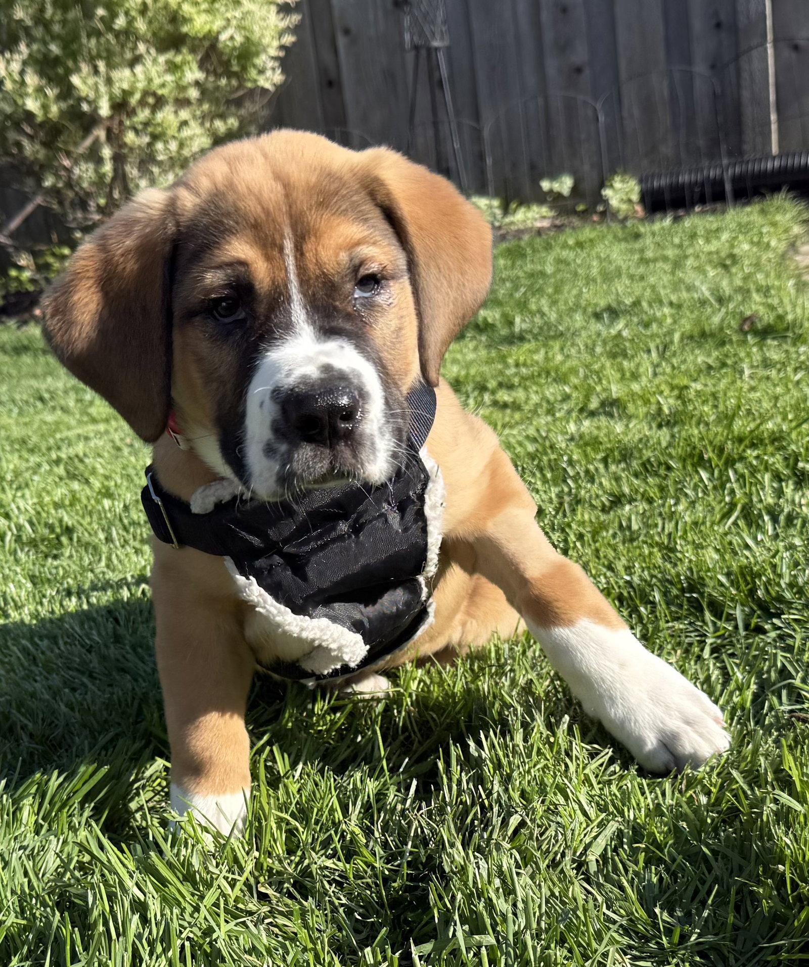 Fleetwood, a Adoptable mixed breed in Hillside, IL image 3/3