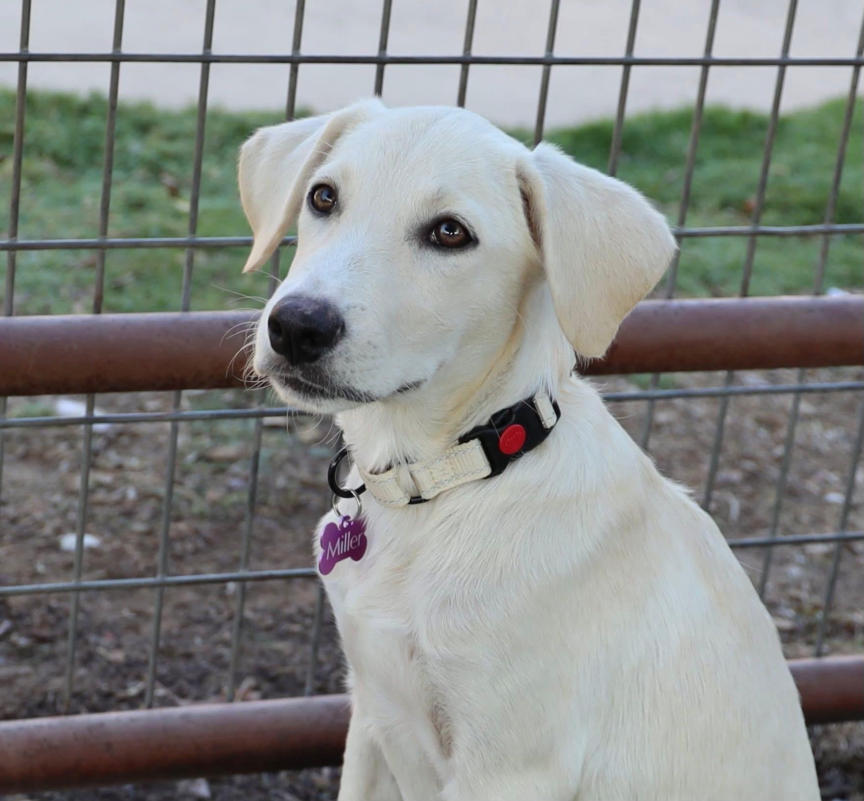 Charlotte, Adopted, Puppy Female Great Pyrenees & Yellow Labrador Retriever.