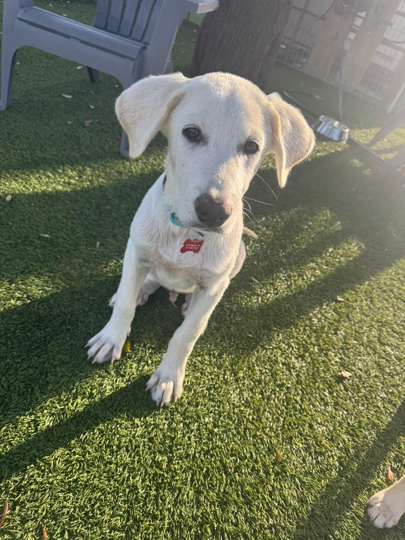 Enlarge Charlotte, a Adopted mixed breed in Fort Worth, TX image 2/3