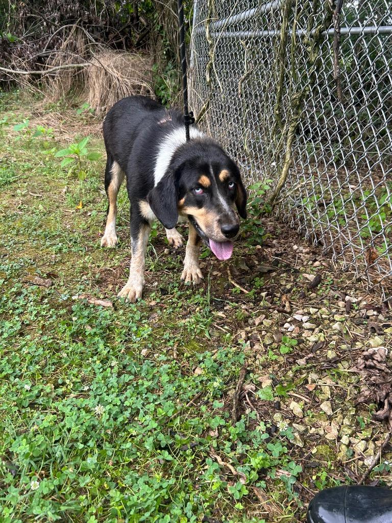 Enlarge Vhager, a Adoptable mixed breed in Russellville, KY image 1/1