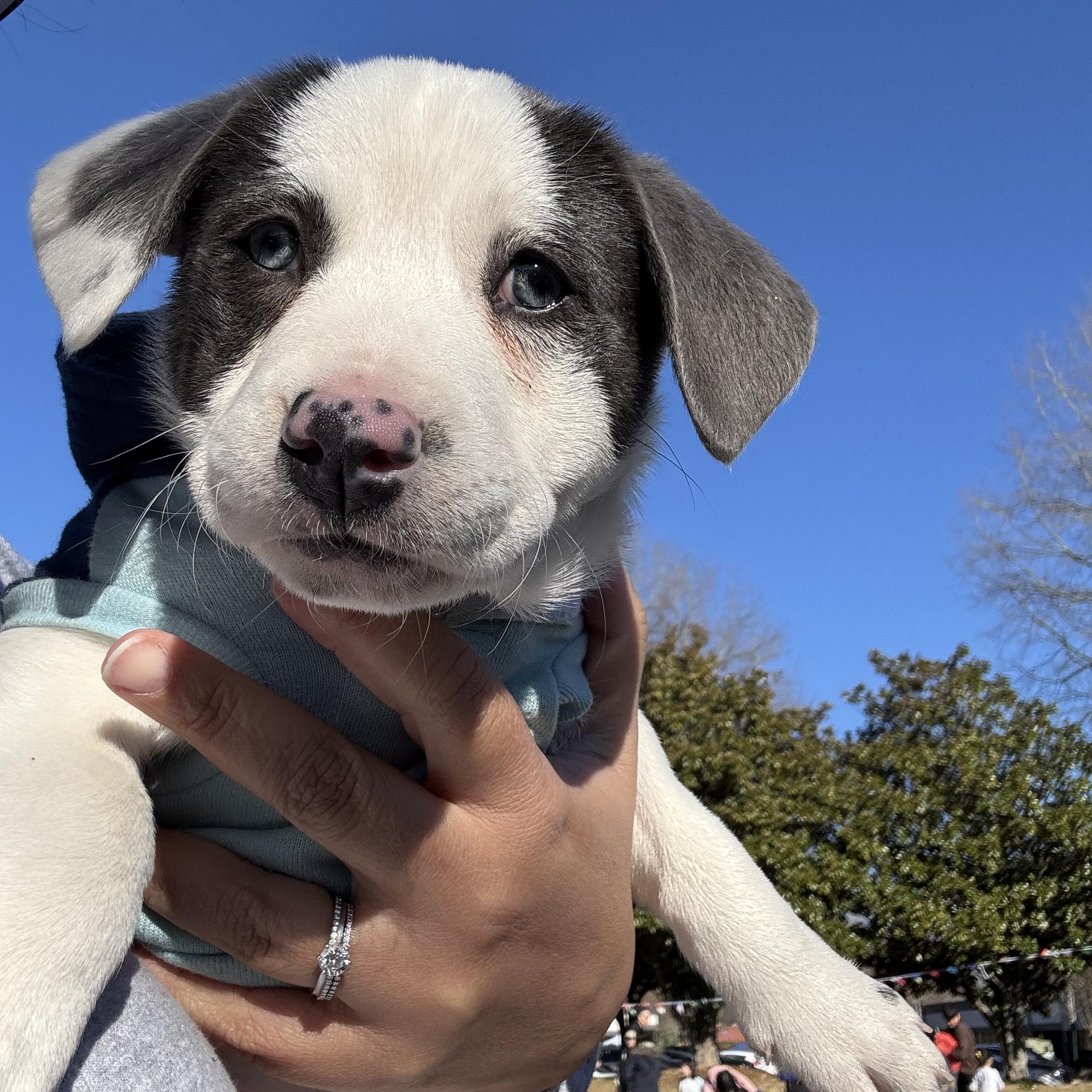 Enlarge Sofia, an adopted Mixed Breed in Grayson, GA image 4/4