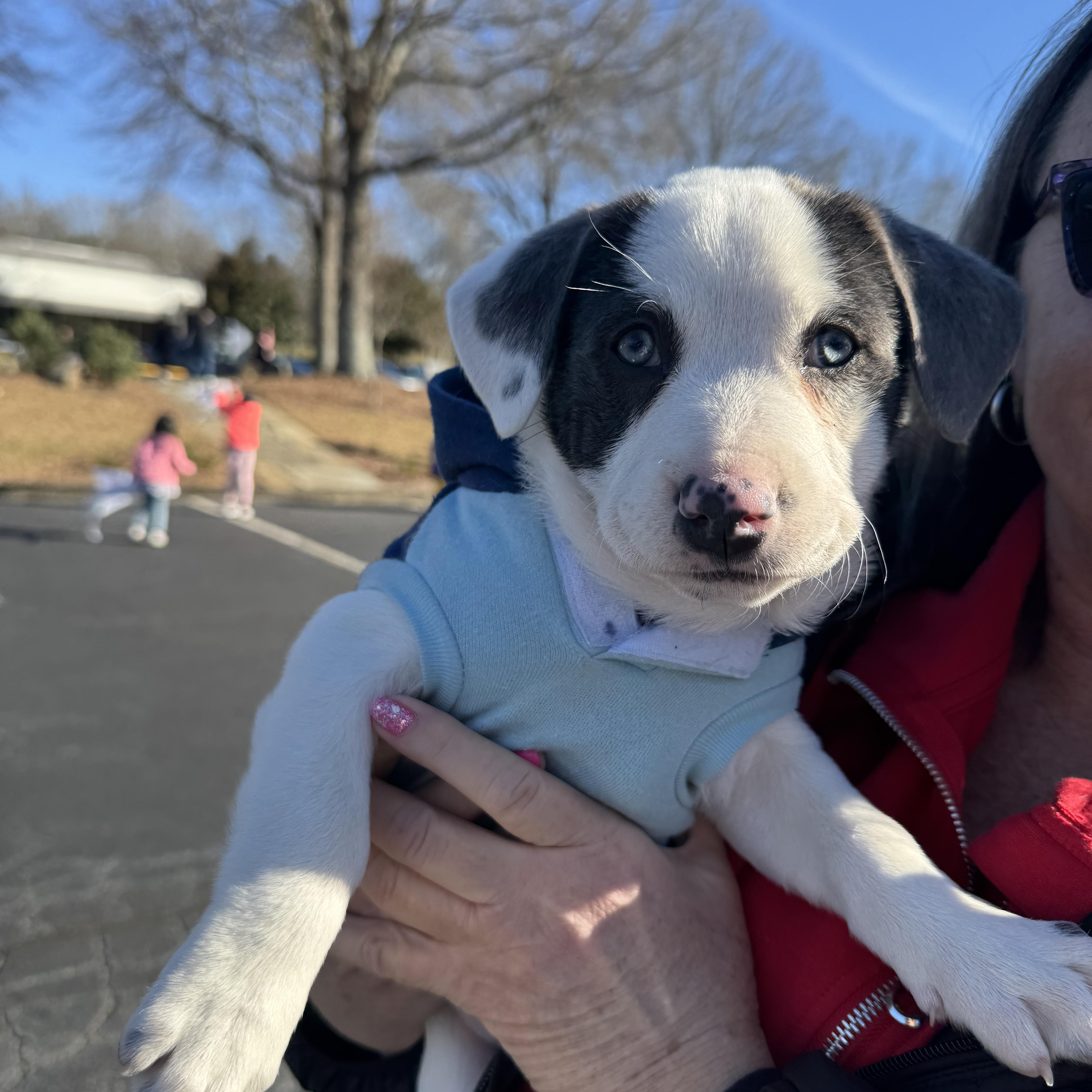 Enlarge Sofia, an adopted Mixed Breed in Grayson, GA image 3/4