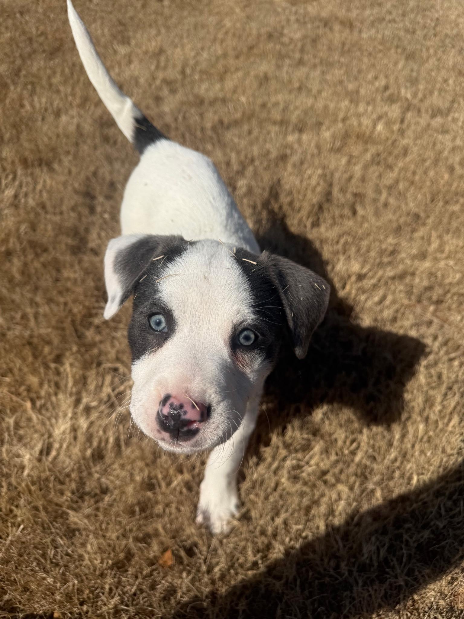 Enlarge Sofia, an adopted Mixed Breed in Grayson, GA image 2/4