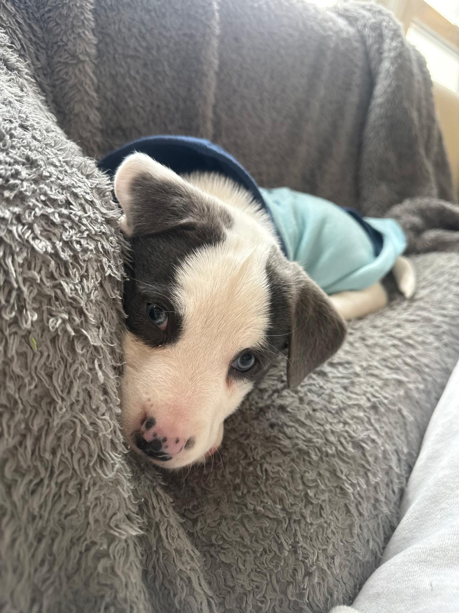 Sofia, adopted, Puppy Female Mixed Breed.