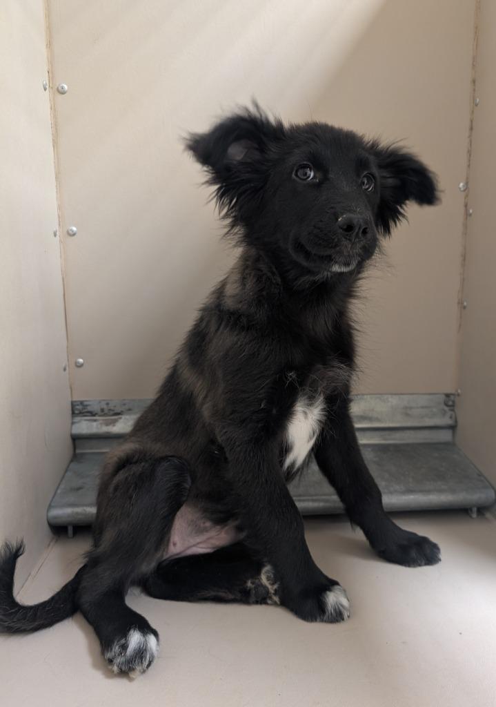 Enlarge Daring, a Adoptable mixed breed in Havre, MT image 2/2
