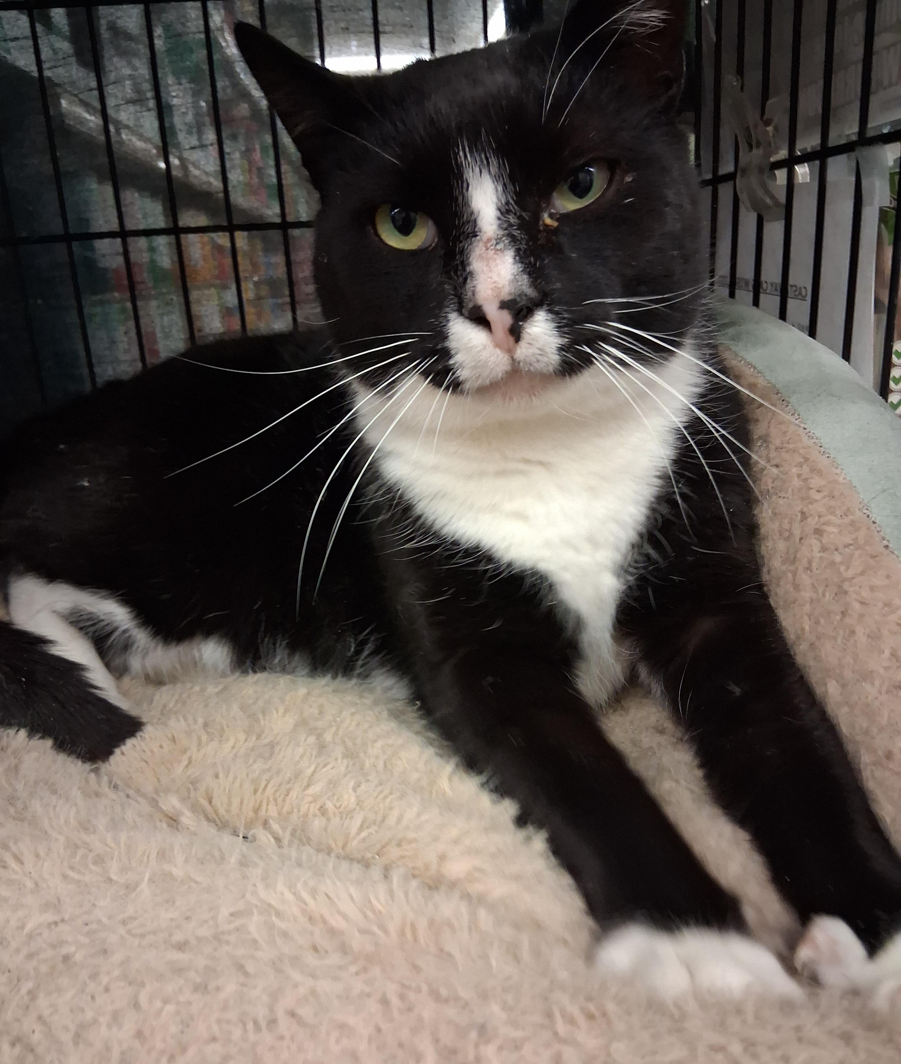 Enlarge Joey, a ADOPTABLE Domestic Short Hair in Bear, DE image 2/2