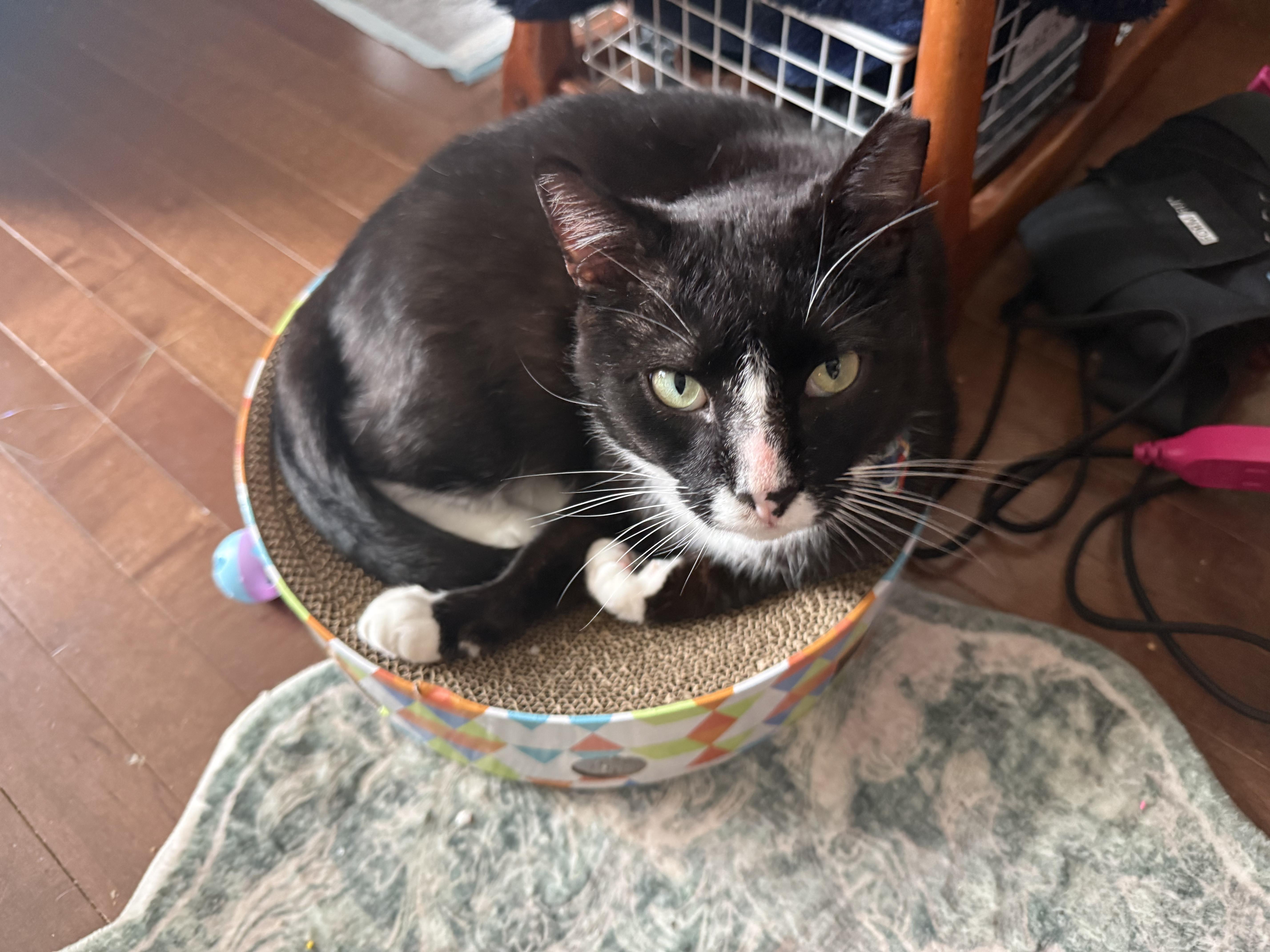 Enlarge Joey, a ADOPTABLE Domestic Short Hair in Bear, DE image 3/3