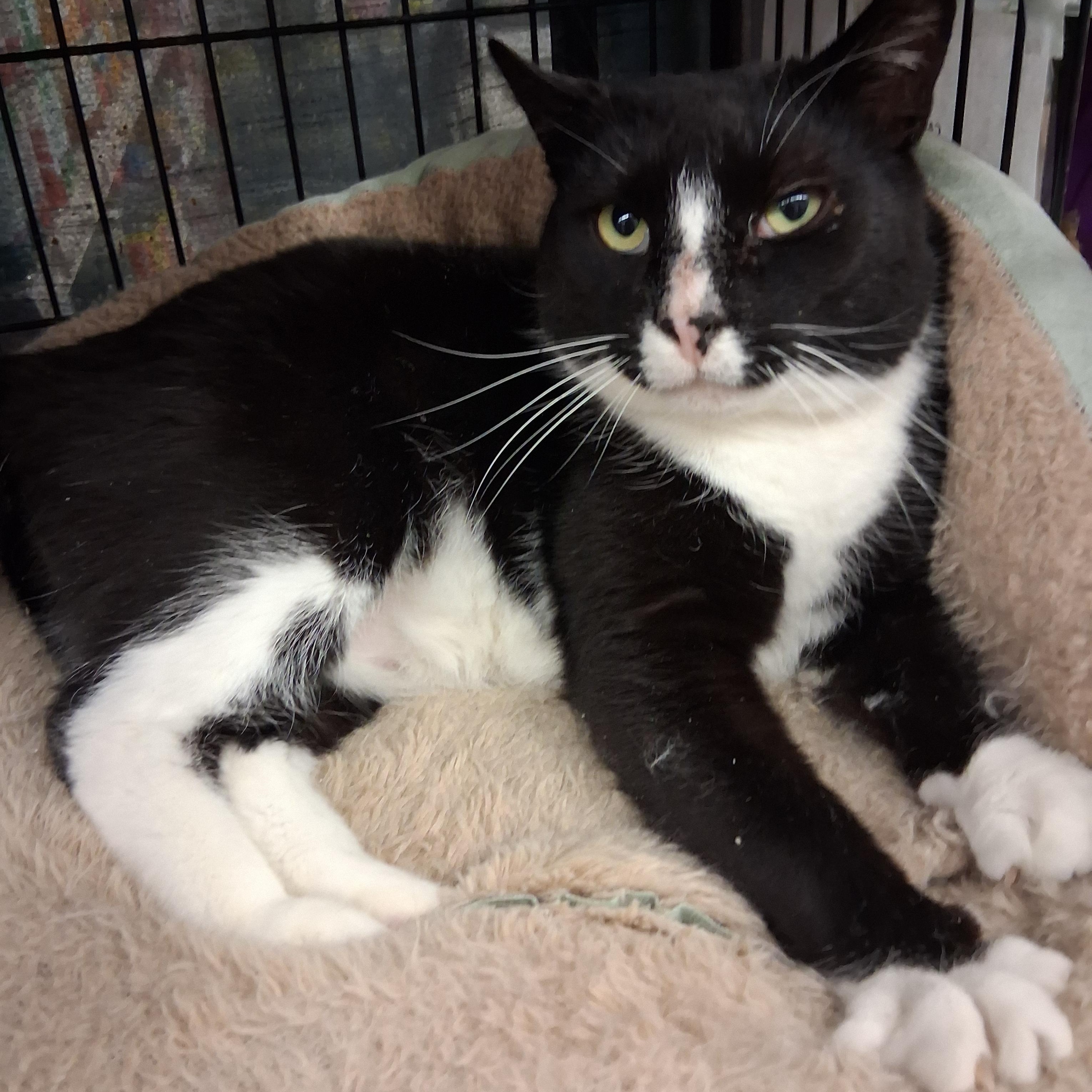 Enlarge Joey, a ADOPTABLE Domestic Short Hair in Bear, DE image 1/2