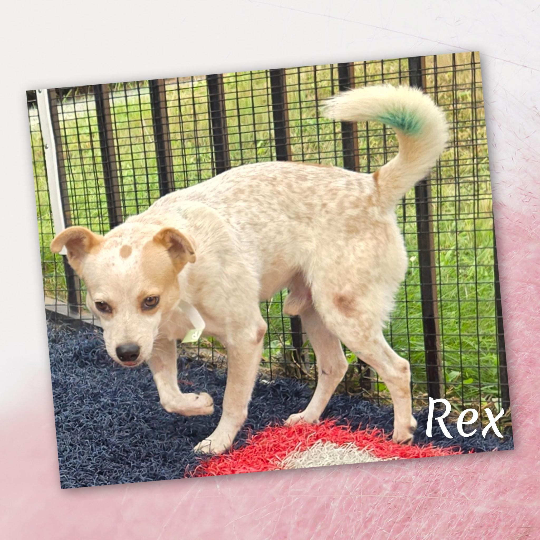 Rex