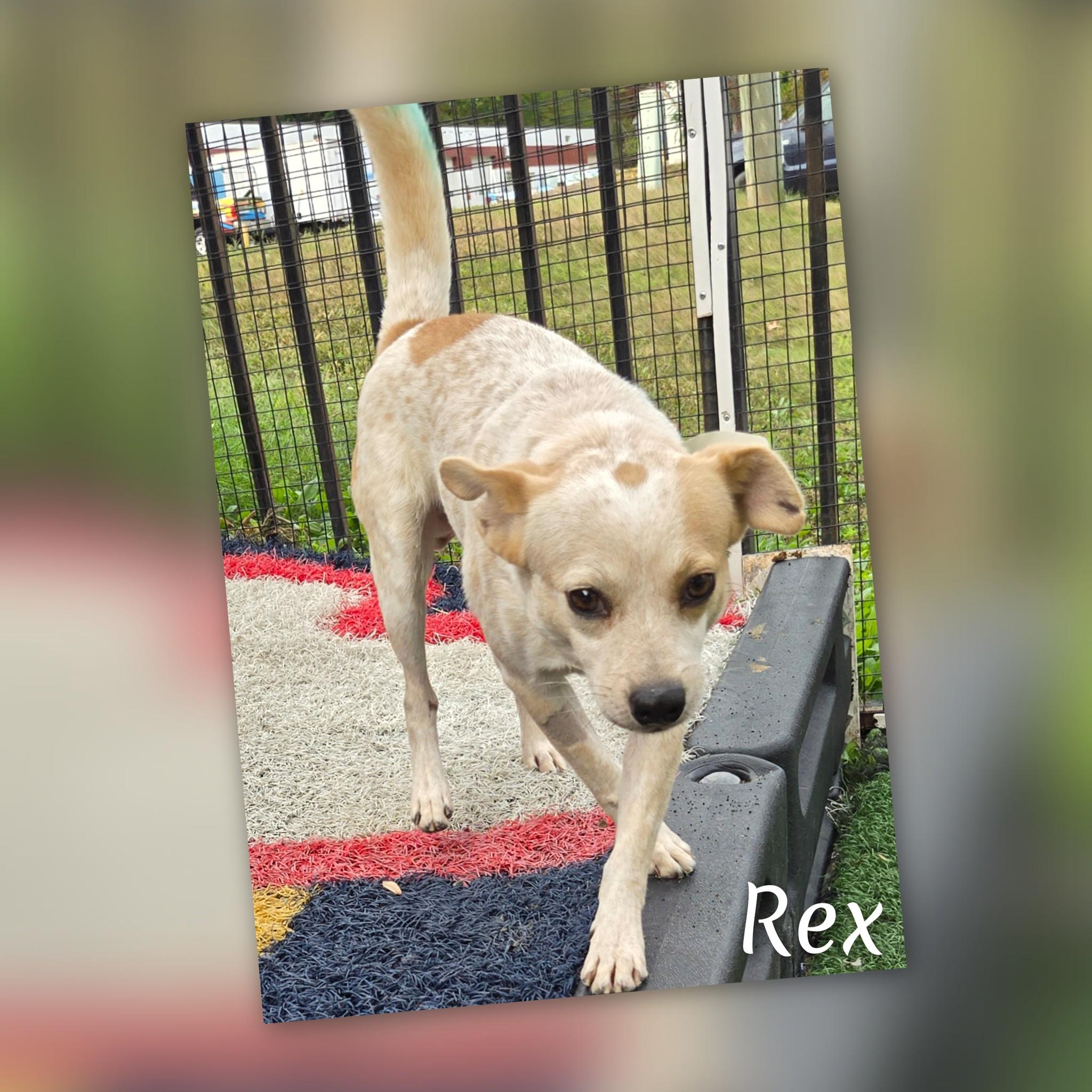 Rex, Adoptable, Adult Male Corgi.