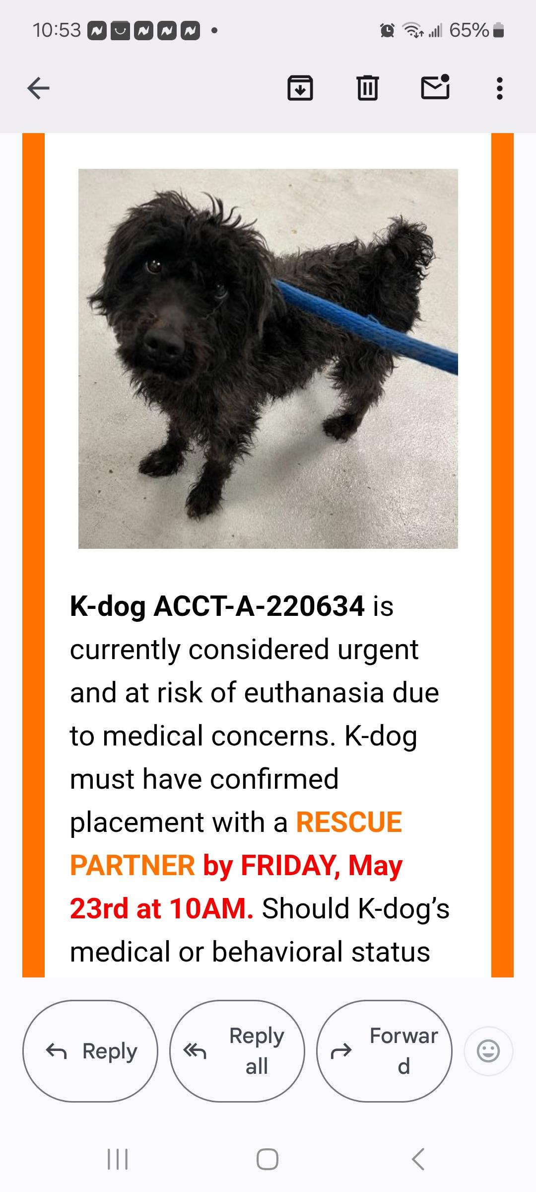 Simon, Adopted, Adult Male Schnauzer.