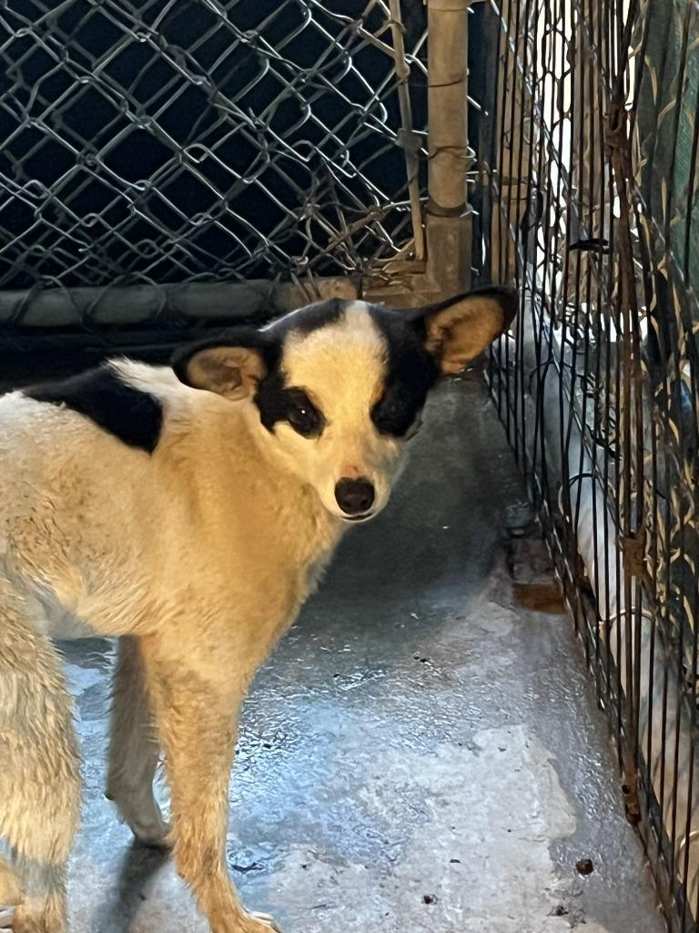Lamy, Adoptable, Young Male Chihuahua.