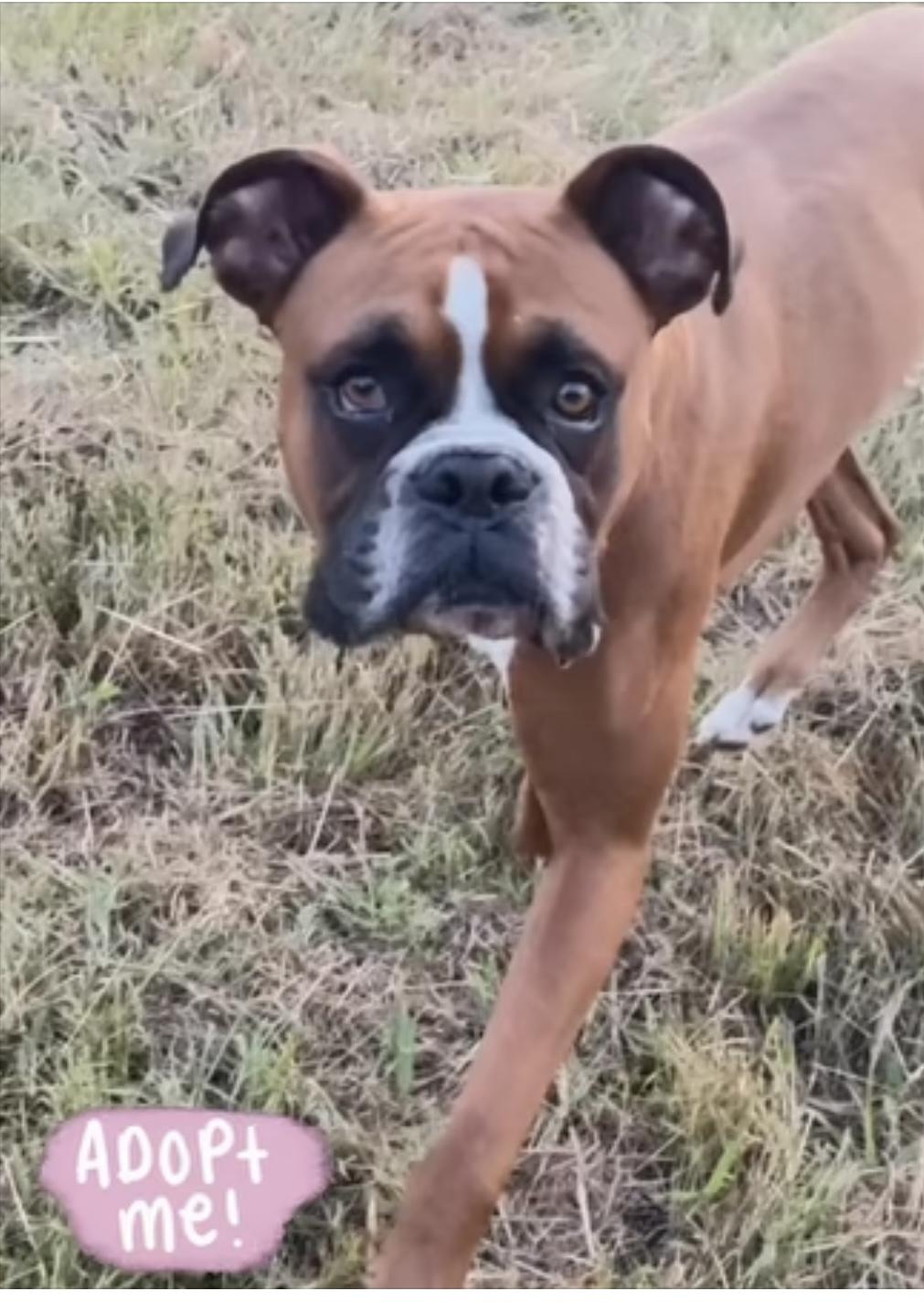 Grady, Adoptable, Adult Male Boxer.