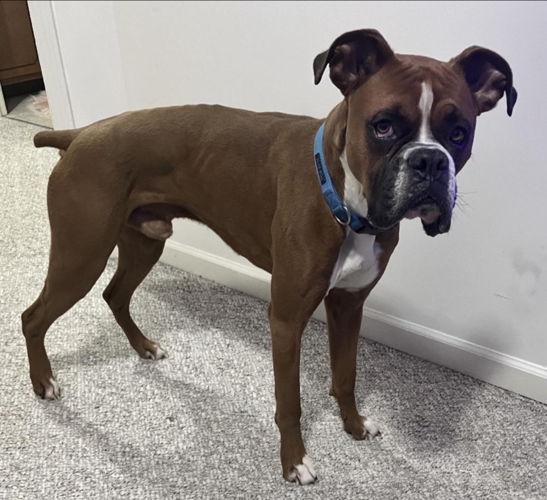 Enlarge Grady, a Adoptable Boxer in Woodlawn, TN image 2/3