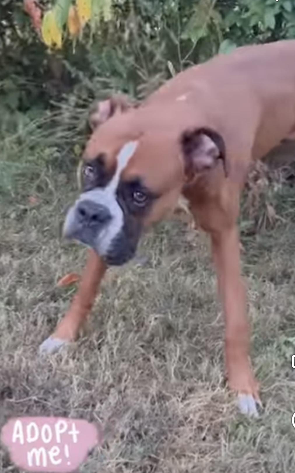 Enlarge Grady, a Adoptable Boxer in Woodlawn, TN image 3/3
