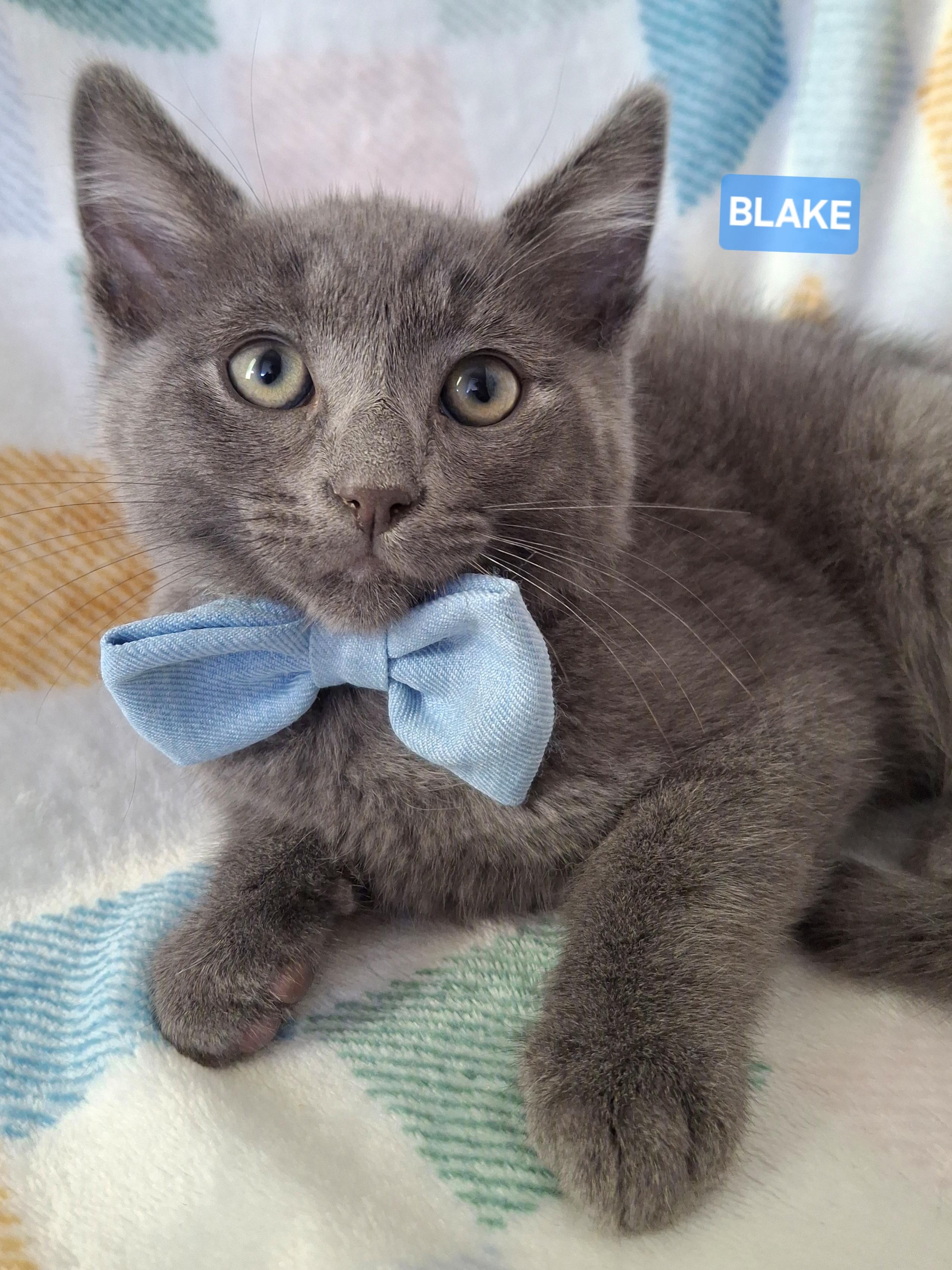 Enlarge BLAKE, a Adoptable mixed breed in Fullerton, CA image 4/6