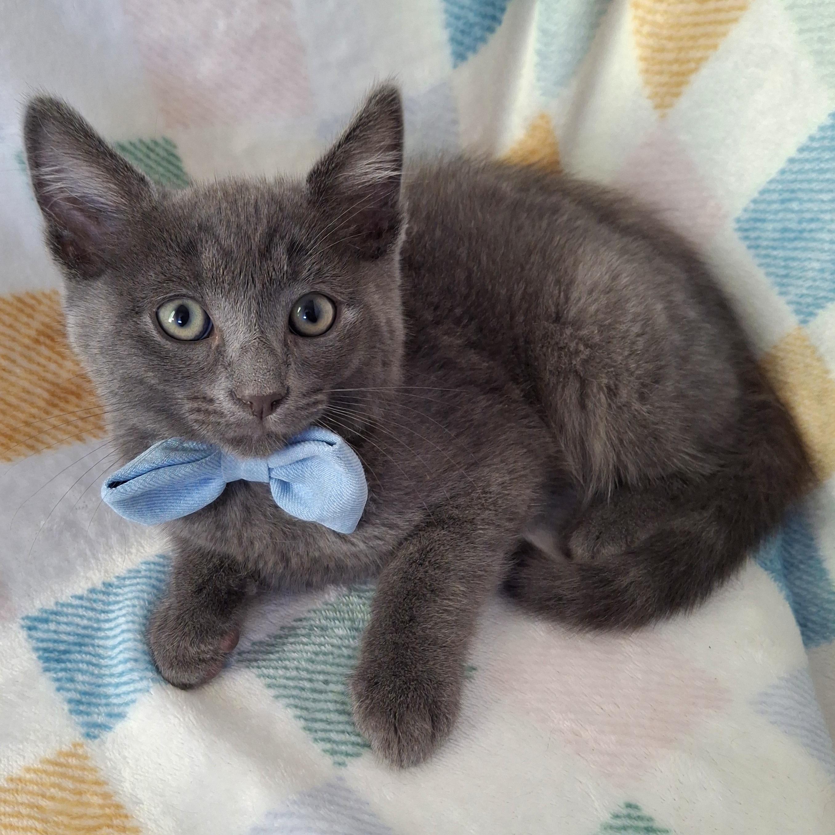 Enlarge BLAKE, a Adoptable mixed breed in Fullerton, CA image 6/6