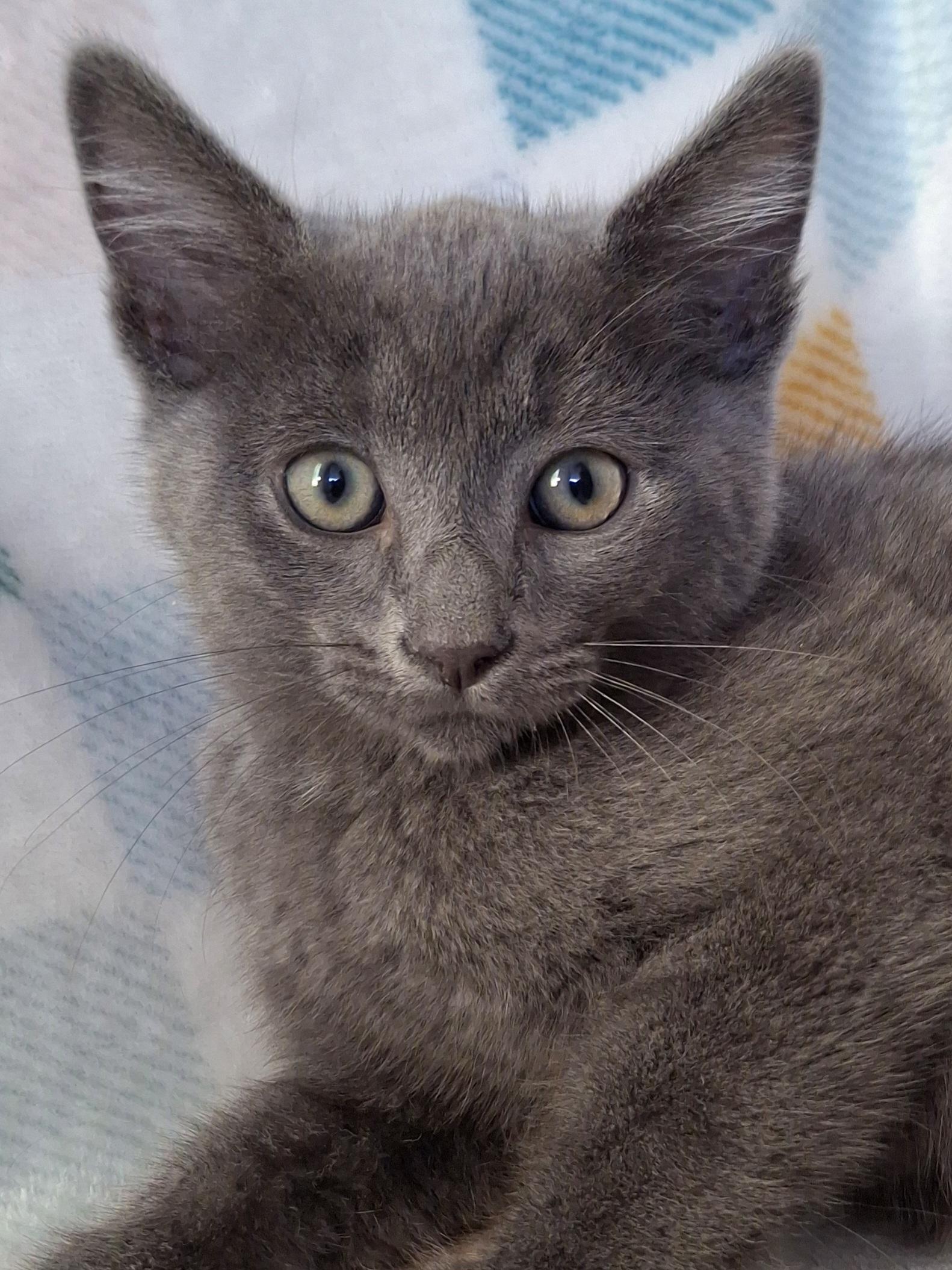 Enlarge BLAKE, a Adoptable mixed breed in Fullerton, CA image 3/6