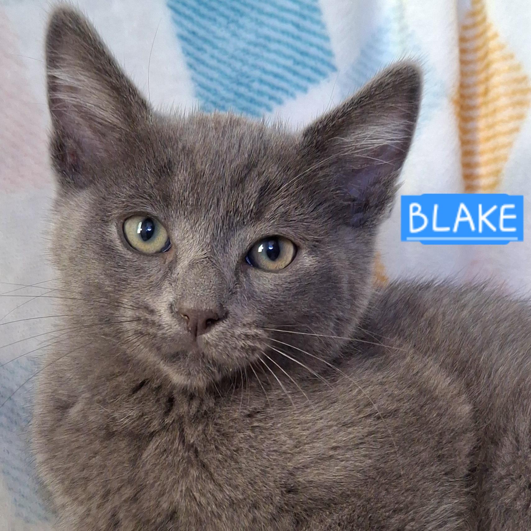 Enlarge BLAKE, a Adoptable mixed breed in Fullerton, CA image 1/6