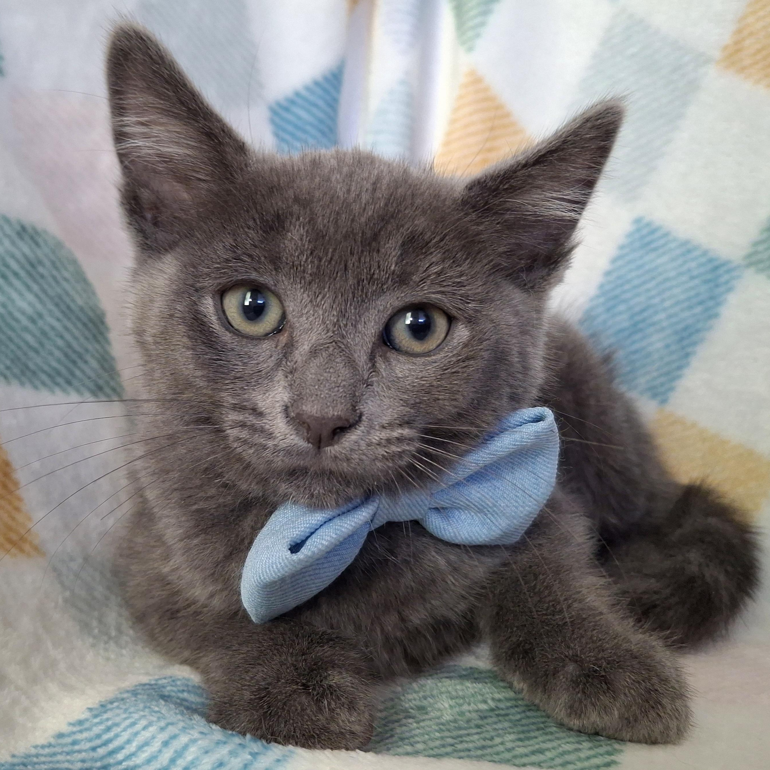 Enlarge BLAKE, a Adoptable mixed breed in Fullerton, CA image 2/6