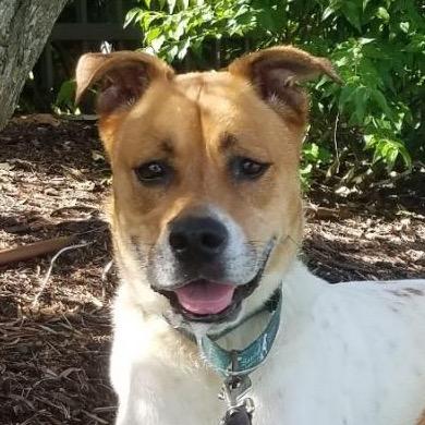 Enlarge Kricket, a Adoptable mixed breed in Sarasota, FL image 1/6