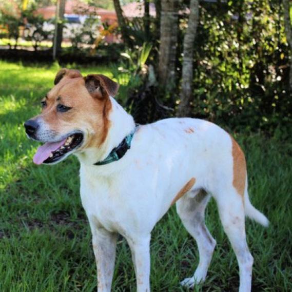 Enlarge Kricket, a Adoptable mixed breed in Sarasota, FL image 1/6