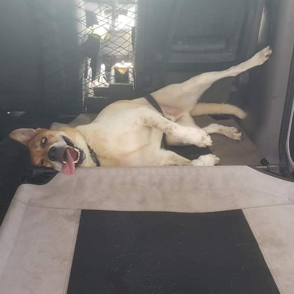 Enlarge Kricket, a Adoptable mixed breed in Sarasota, FL image 2/6