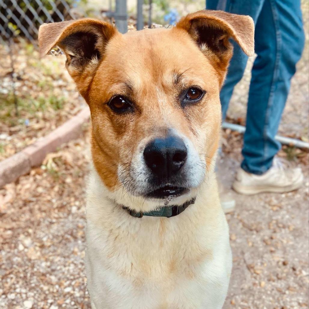 Enlarge Kricket, a Adoptable mixed breed in Sarasota, FL image 3/6