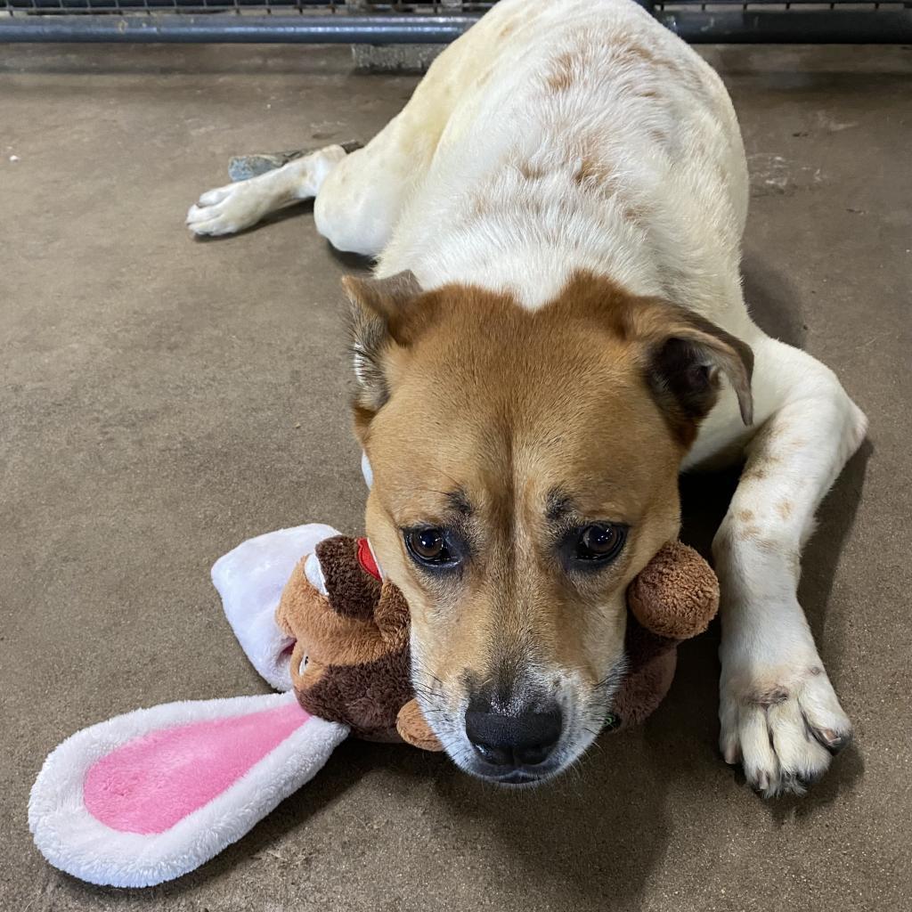 Enlarge Kricket, a Adoptable mixed breed in Sarasota, FL image 4/6