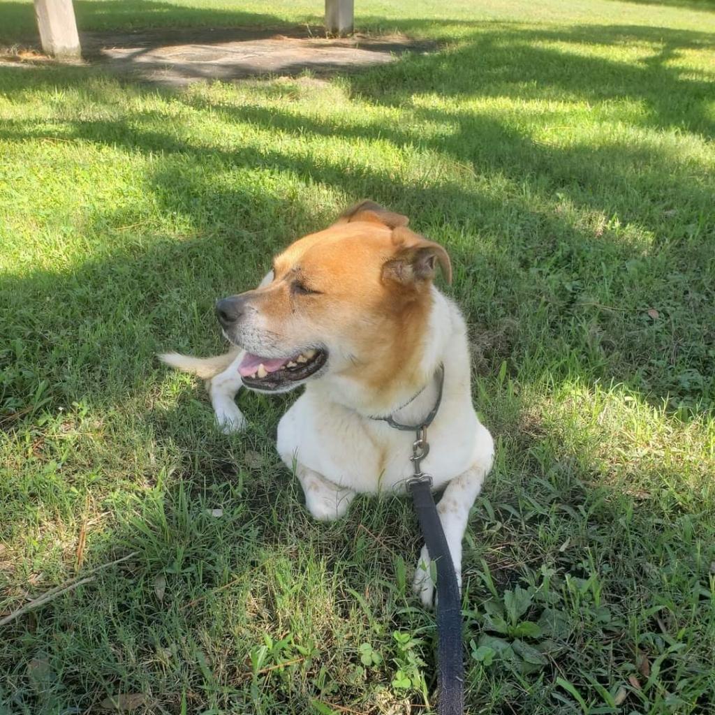 Enlarge Kricket, a Adoptable mixed breed in Sarasota, FL image 3/6