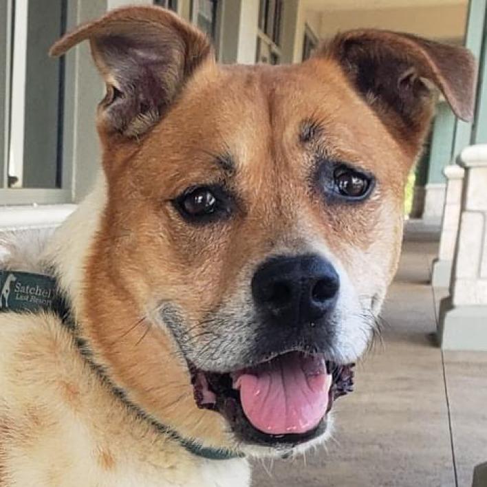 Enlarge Kricket, a Adoptable mixed breed in Sarasota, FL image 4/6