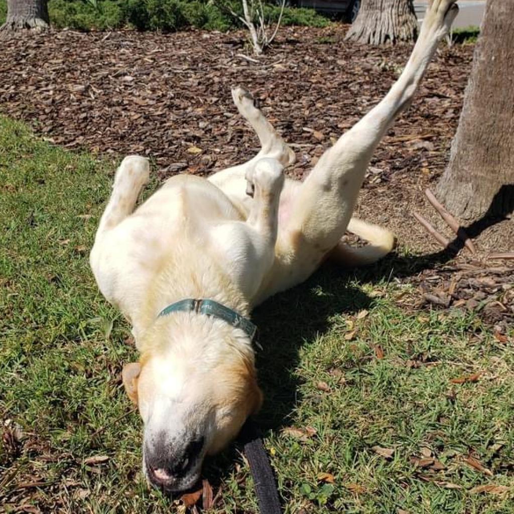 Enlarge Kricket, a Adoptable mixed breed in Sarasota, FL image 5/6