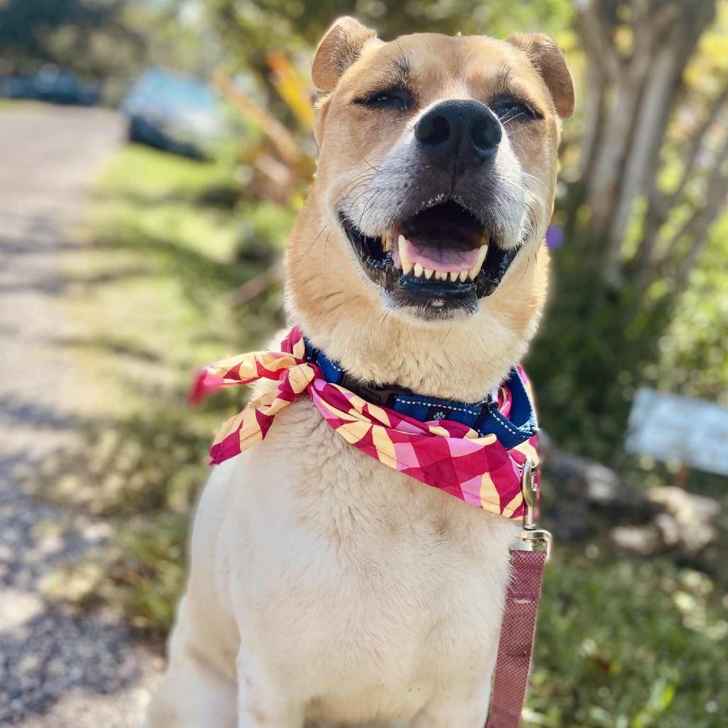 Enlarge Kricket, a Adoptable mixed breed in Sarasota, FL image 6/6