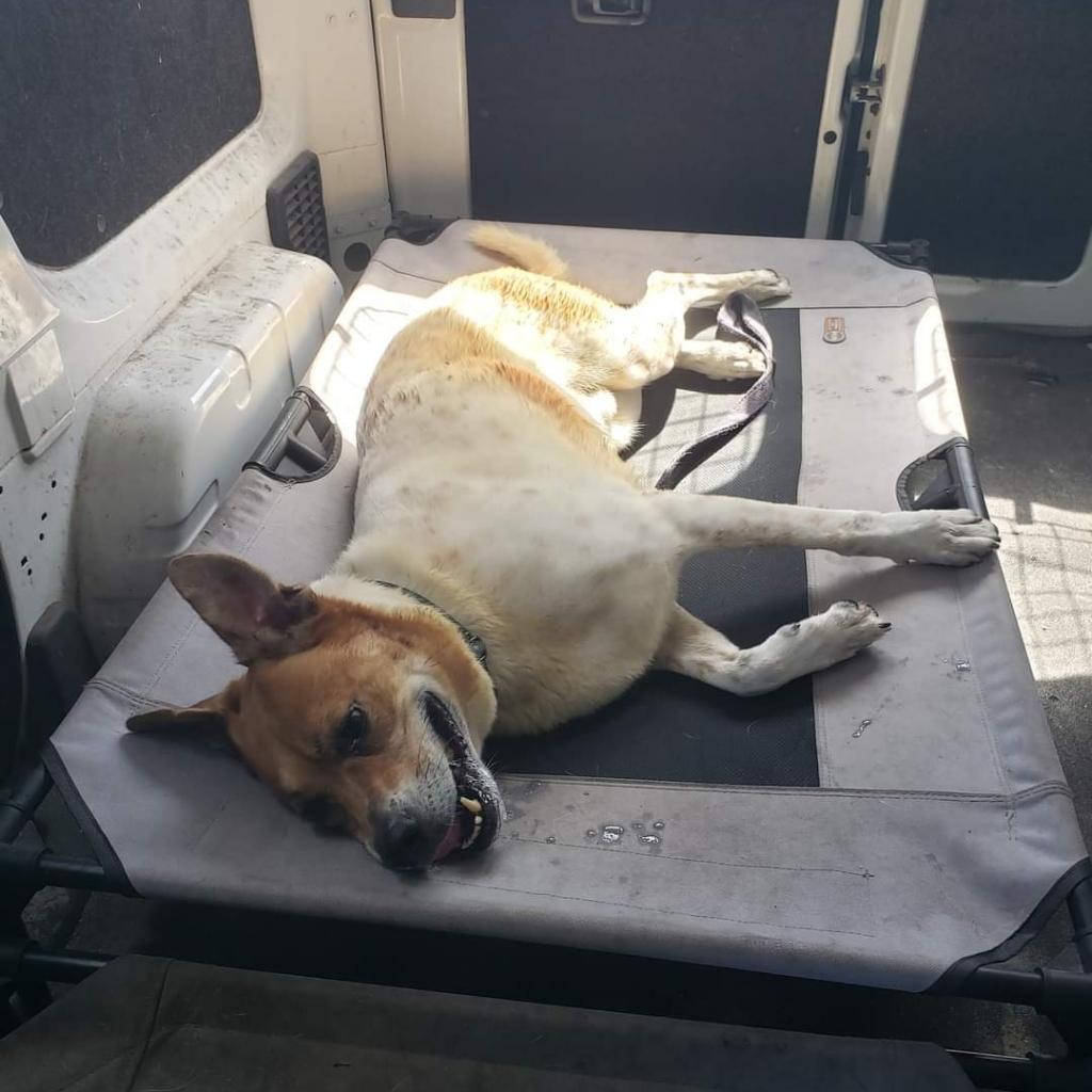 Enlarge Kricket, a Adoptable mixed breed in Sarasota, FL image 6/6