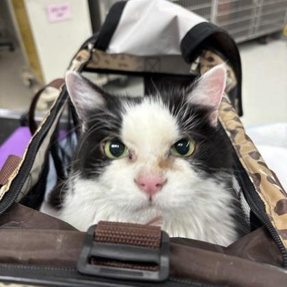 Tally — thumbnail 2