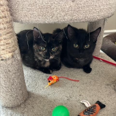 Enlarge Sassy (Bonded with BK), an adoptable Domestic Short Hair in Hudsonville, MI image 2/4