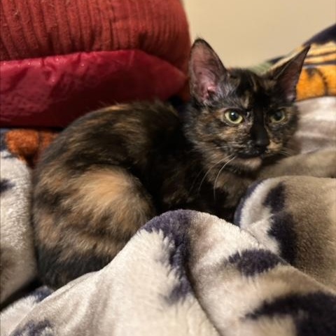 Enlarge Sassy (Bonded with BK), an adoptable Domestic Short Hair in Hudsonville, MI image 1/4