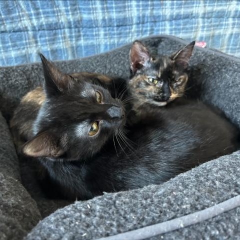 Enlarge Sassy (Bonded with BK), an adoptable Domestic Short Hair in Hudsonville, MI image 3/4