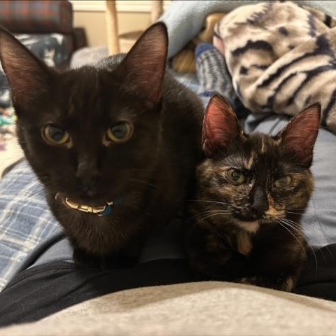 Enlarge Sassy (Bonded with BK), an adoptable Domestic Short Hair in Hudsonville, MI image 4/4