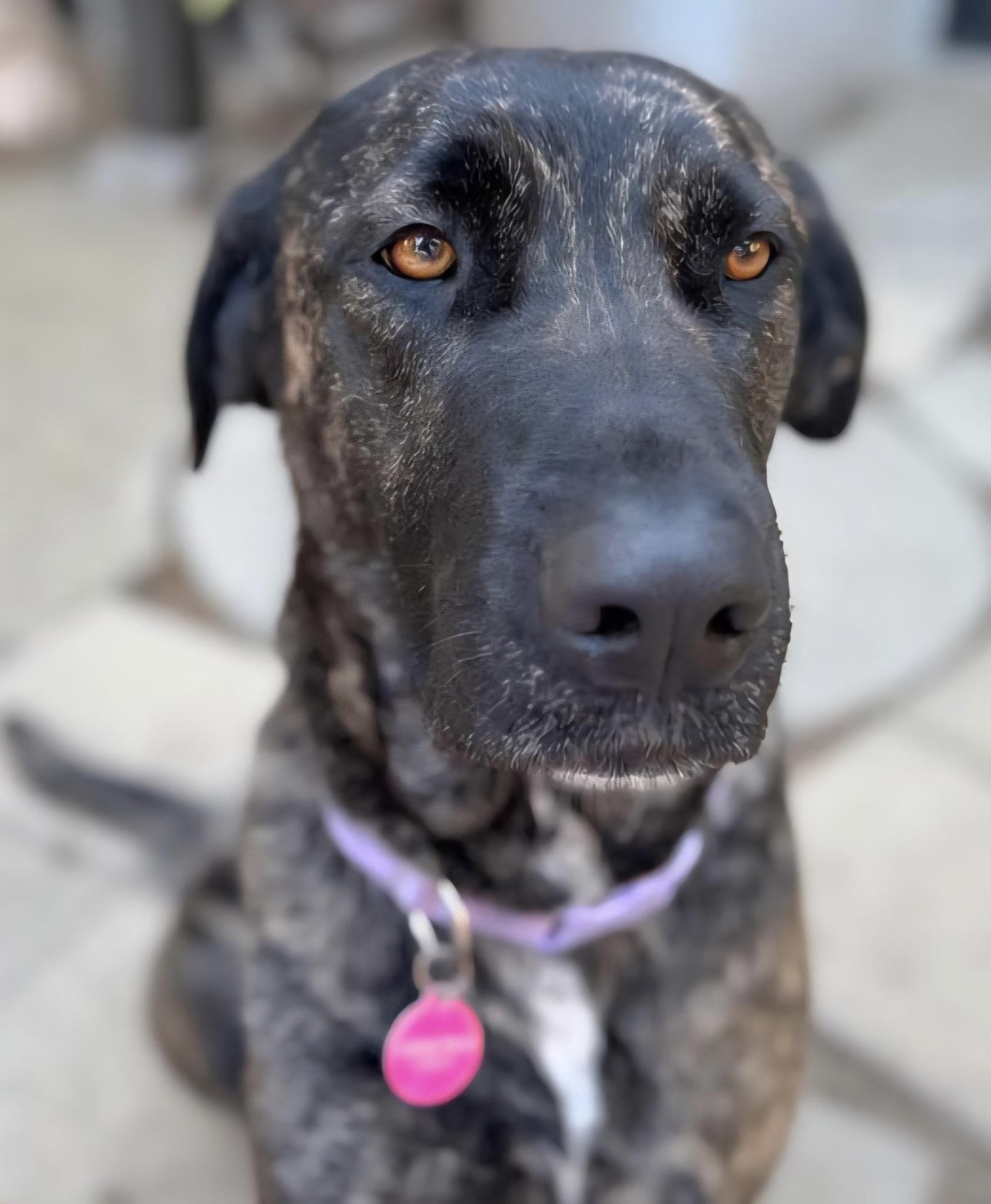 Moxie