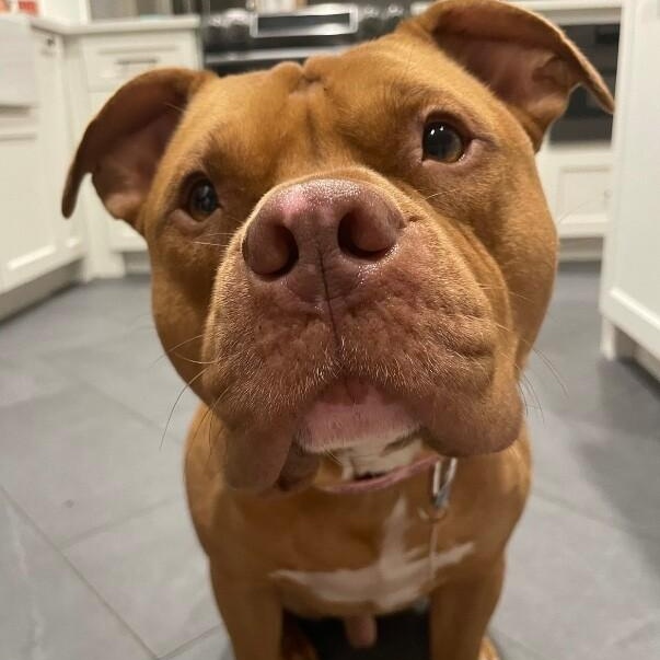 Enlarge Bubba Boy the Best Guy, a Adoptable mixed breed in Syracuse, NY image 1/6