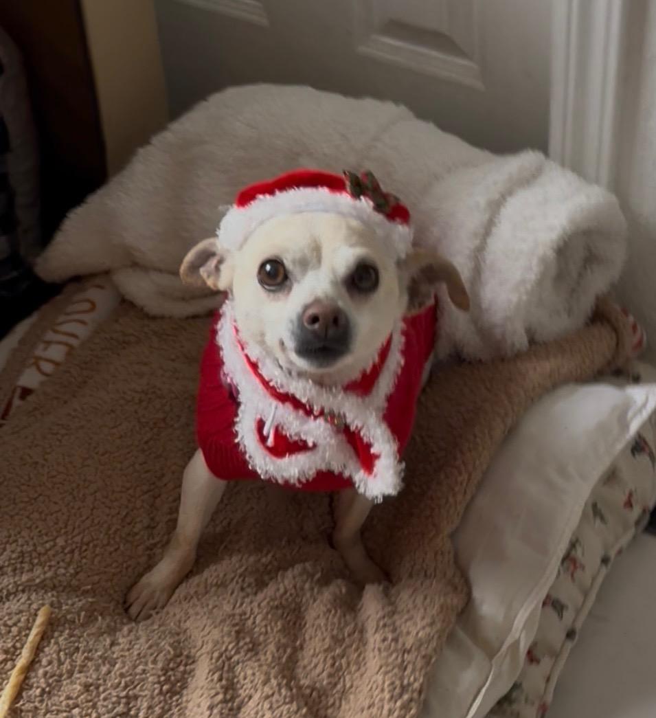 Daisy 🌼 , ADOPTABLE, Adult Female Chihuahua.